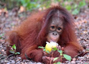 Orangutan with flower