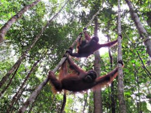 Orangutans in trees