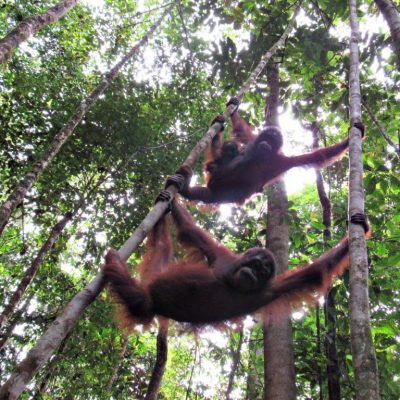 Orangutans in trees