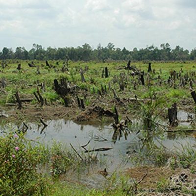 Land Clearing