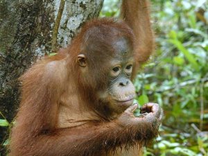 Orangutan thinking