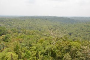 Restore Rainforest