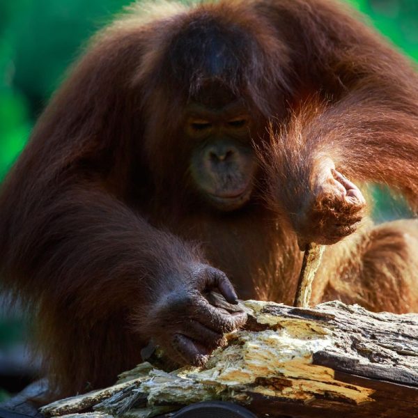 Orangutan Enrichment