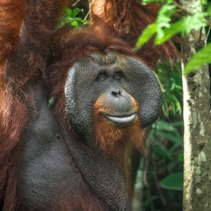 Feed An Orangutan