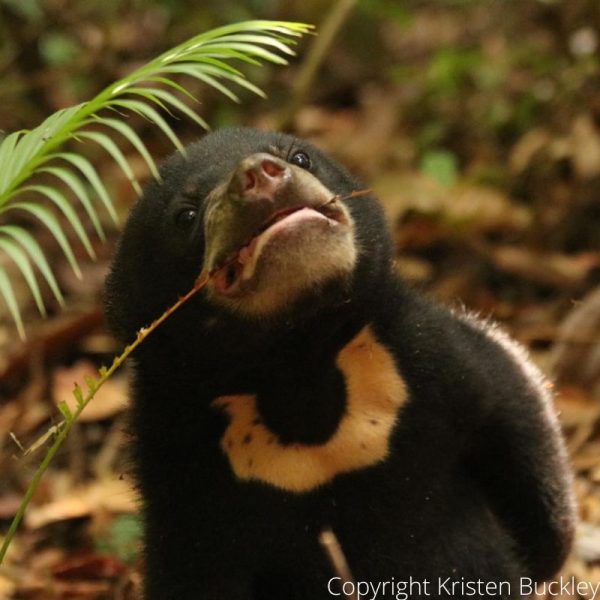 Sun Bear Care