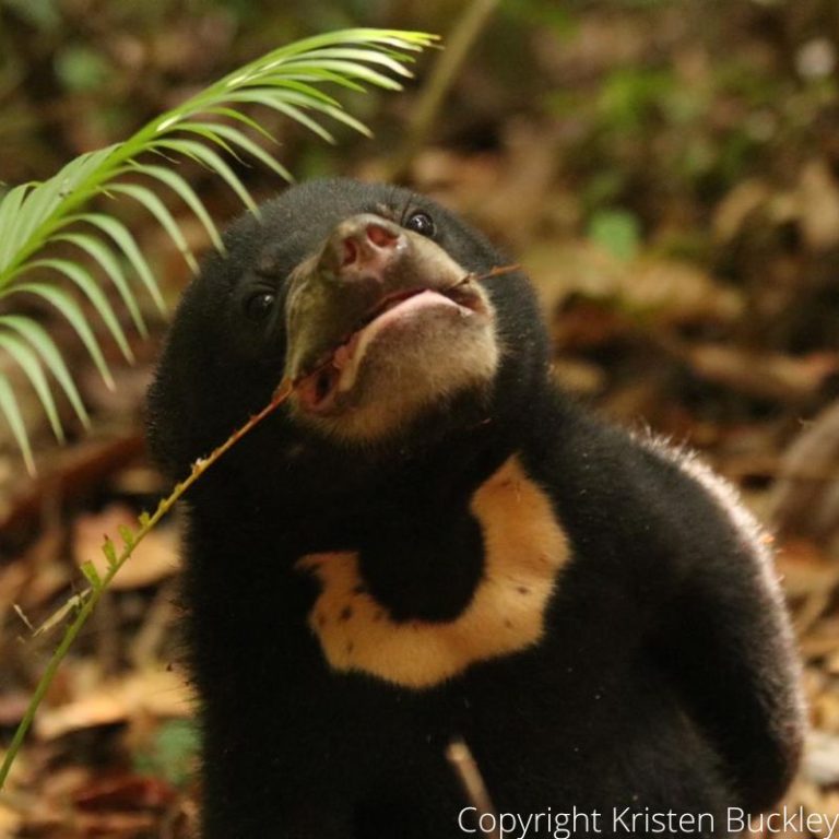 Sun Bear Care - Help These Orphaned Cubs Survive and Thrive