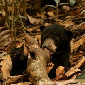 Enrich sun bears lives