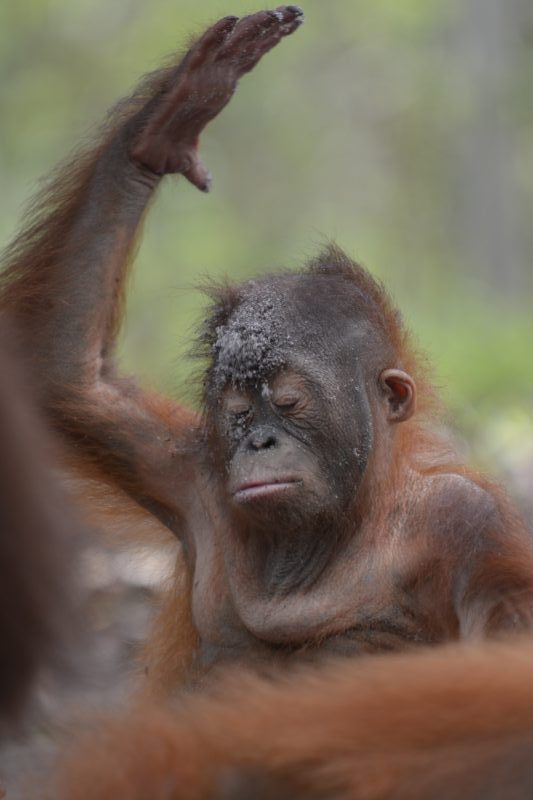 Valentino Borneo Orangutan Survival Australia