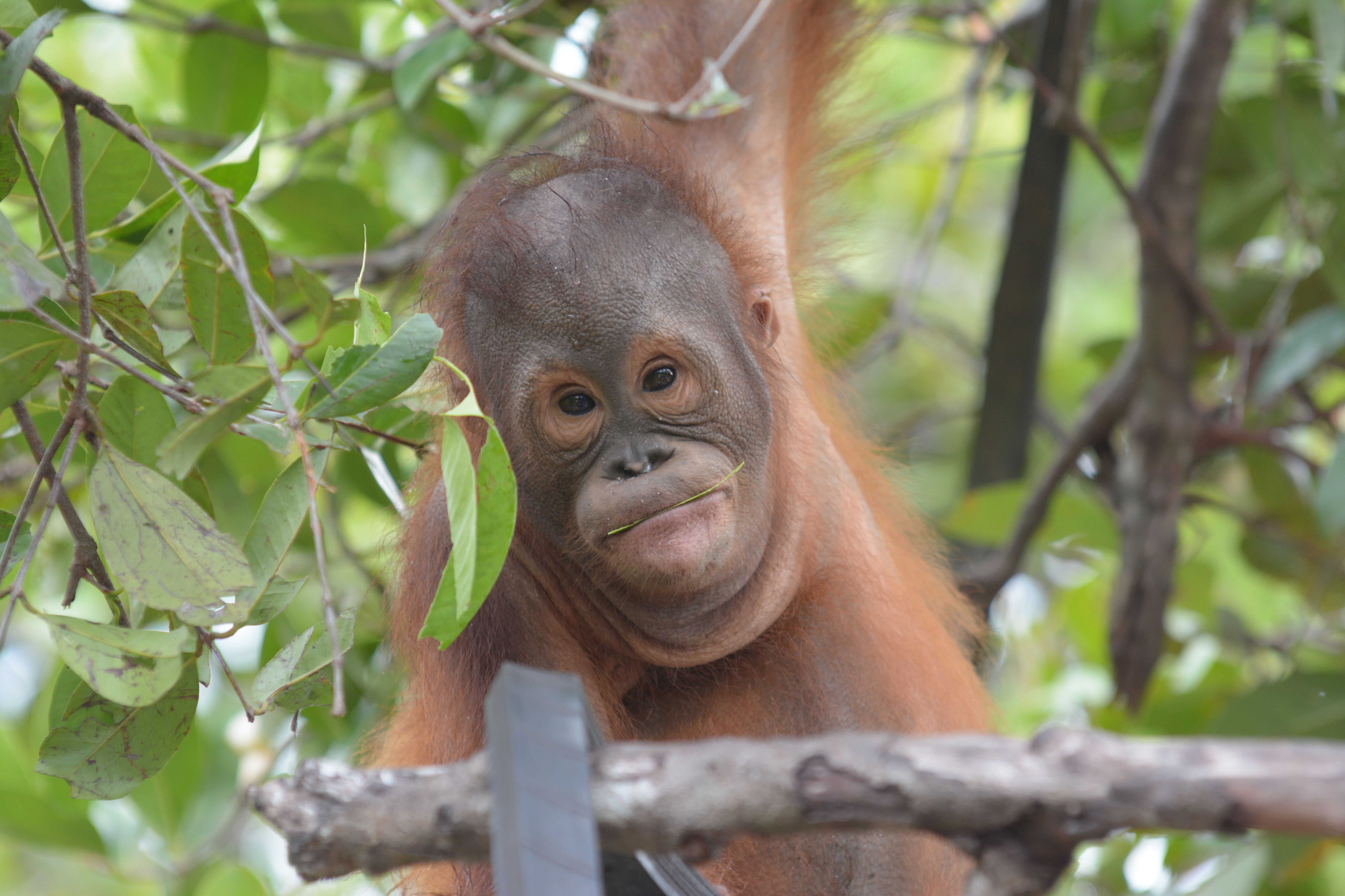 Valentino - Borneo Orangutan Survival Australia