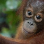 Adopt an Orangutan