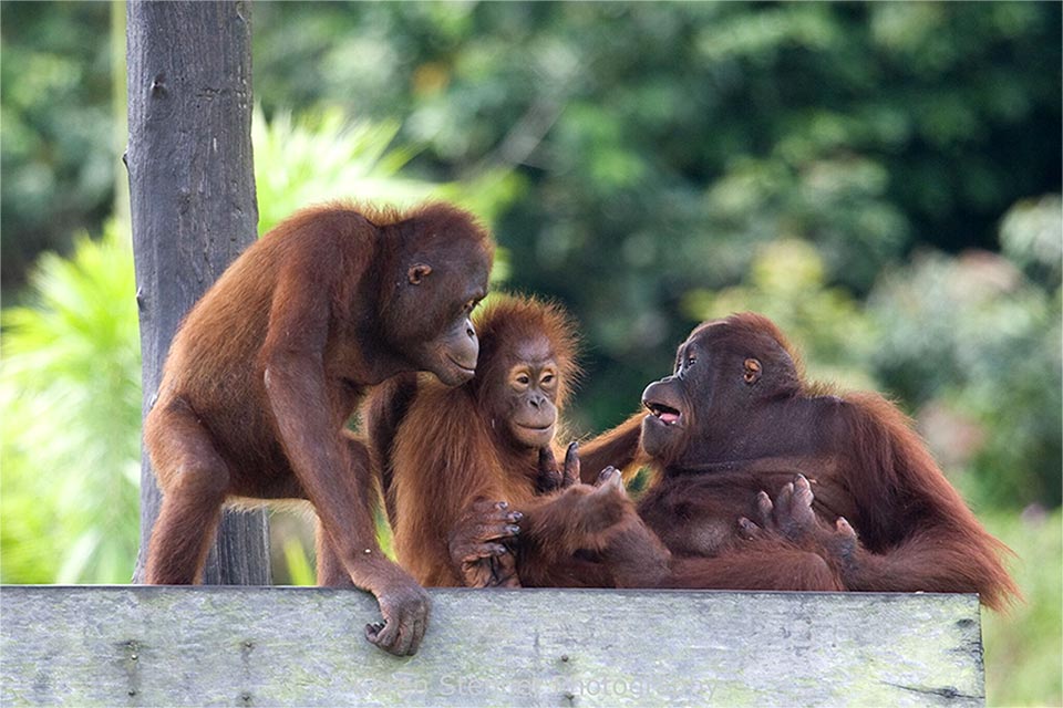 Orangutans on feeding platform