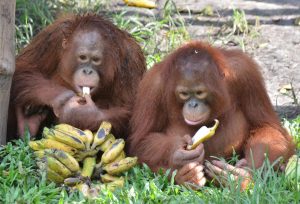 Orangutans feeding