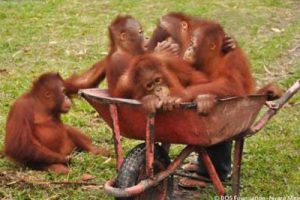 Orangutans in wheelbarrow