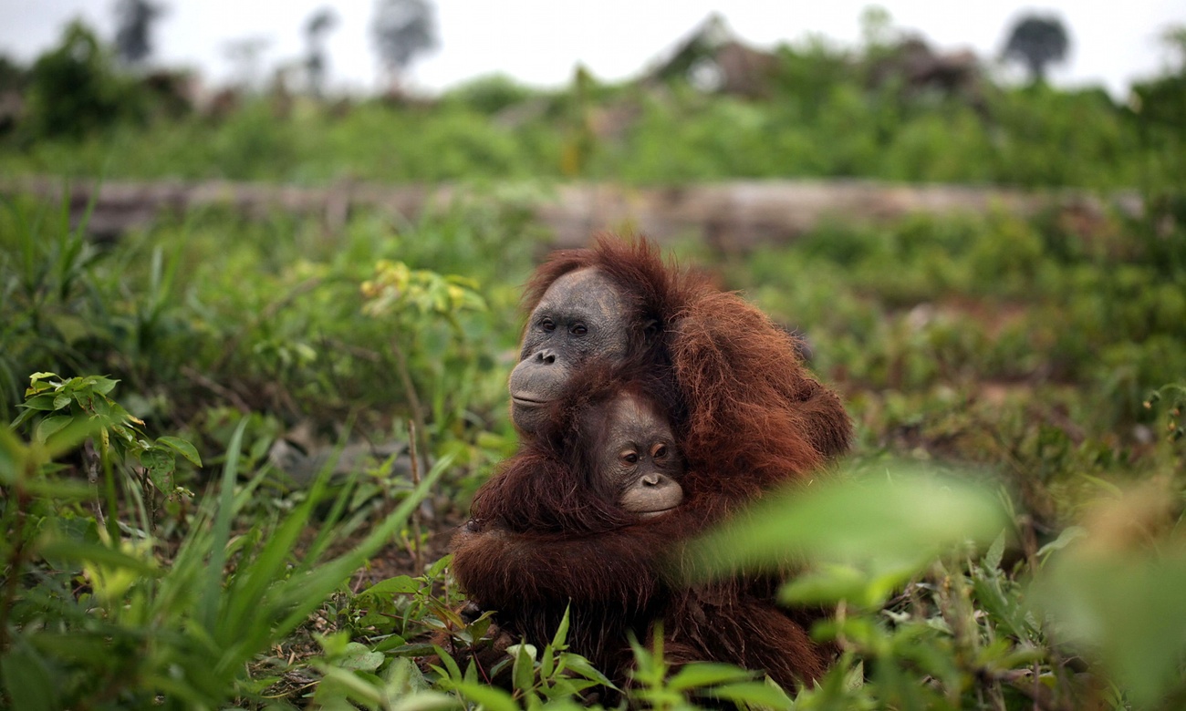 World s largest ecological study aims to make palm oil World s largest ecological study aims to make palm oil