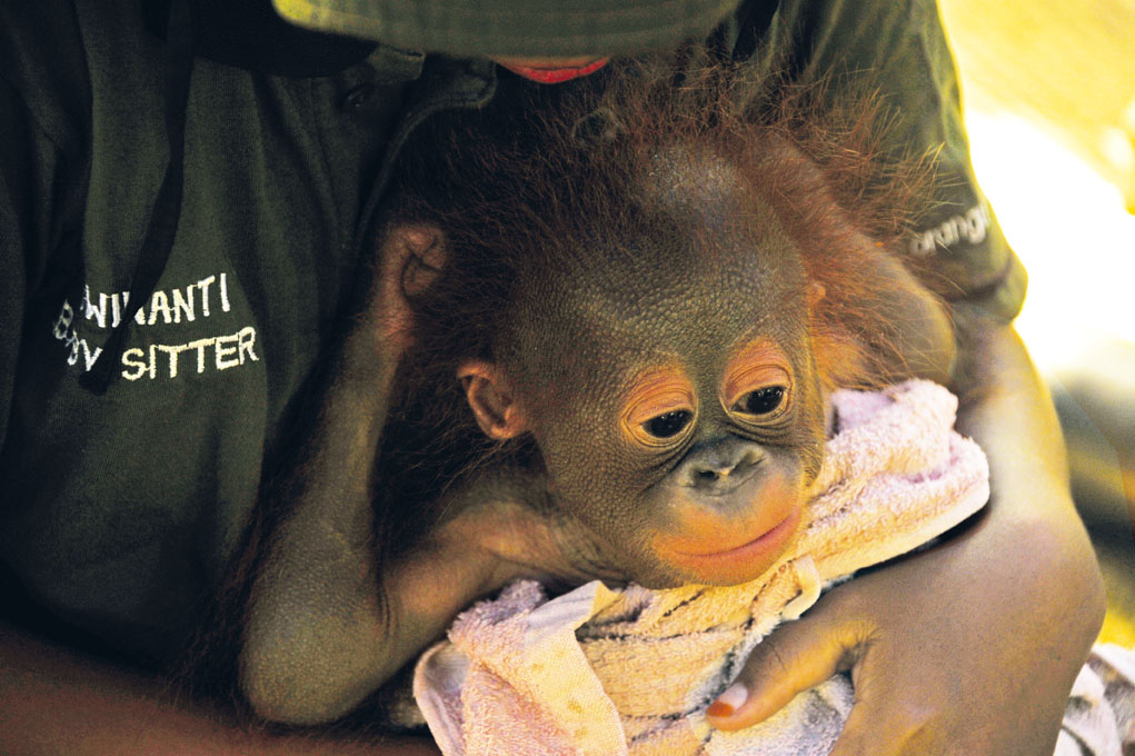 Adopt An Orangutan Borneo : Orangutan Island | Chen Chen - Orangutan Island in Borneo ... : When you adopt an orangutan with the orangutan foundation, you will receive: