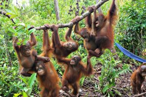 Orangutans swinging in tree