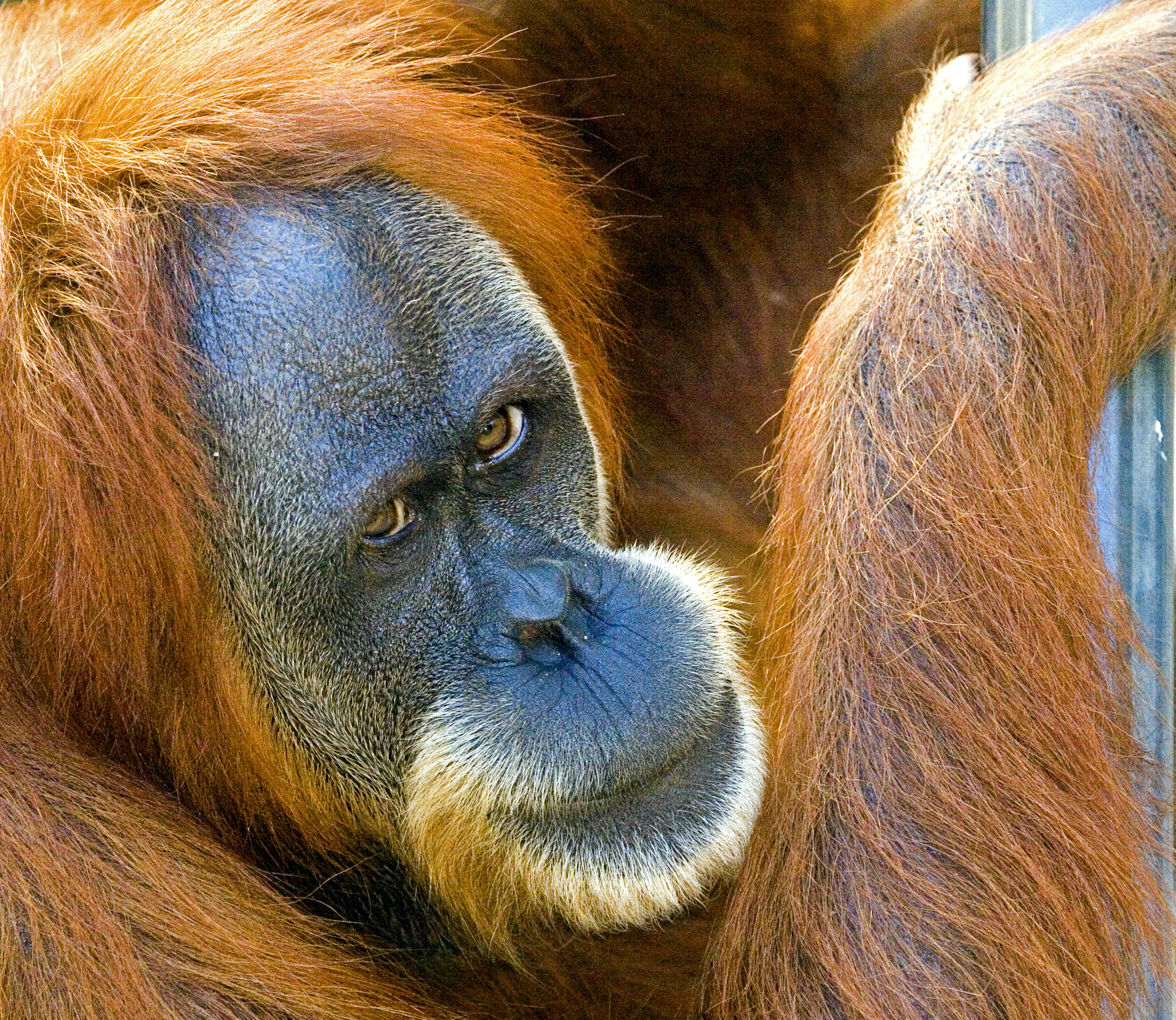  Orangutan  ss823438 Borneo Orangutan  Survival Australia