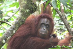 Wild Orangutan Yuniar