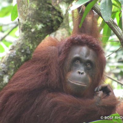 Wild Orangutan Yuniar