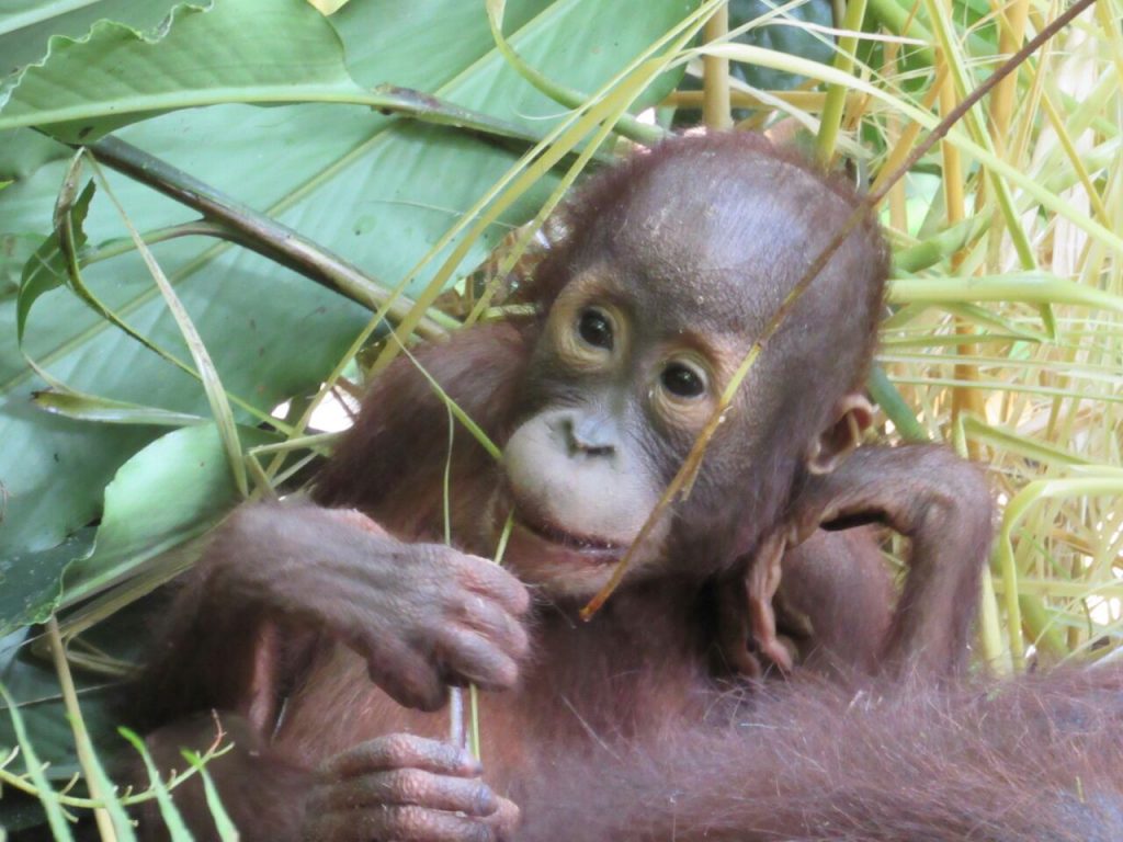 Bungaran by Cohel Borneo Orangutan Survival Australia