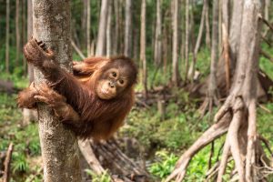 Orangutan at Forest Schoo;