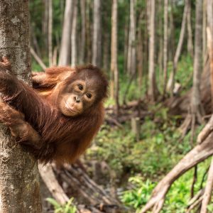 Orangutan at Forest Schoo;