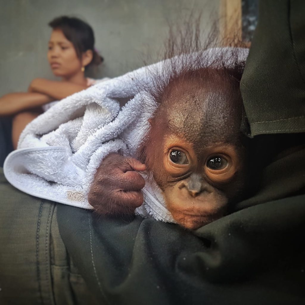 Another Orangutan Baby Comes to Our Rehabilitation Centre - Borneo Orangutan  Survival Australia