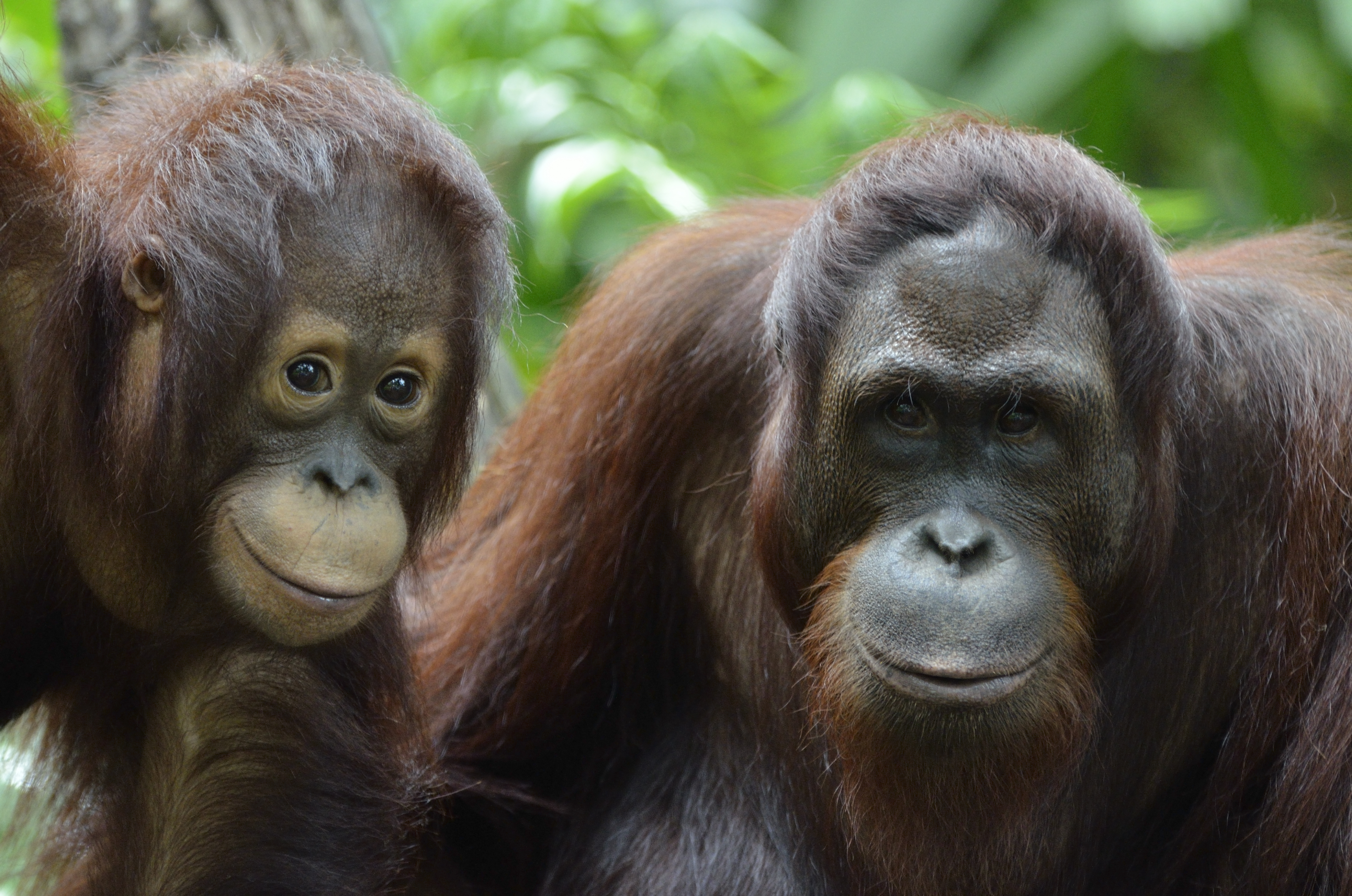 Orangutan  ss88503019 Borneo Orangutan  Survival Australia