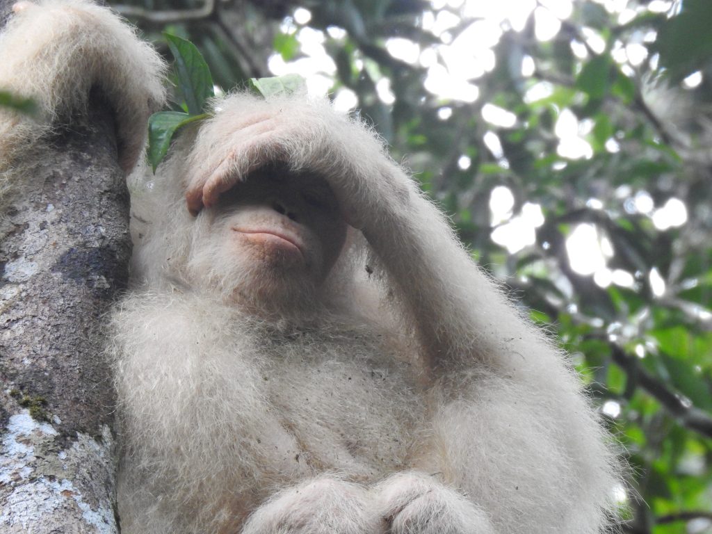 An Update on Alba - Borneo Orangutan Survival Australia