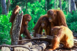 Group of orangutans