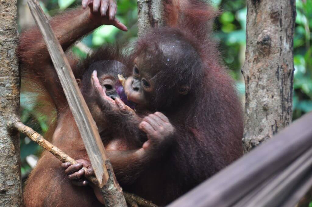 Best buddies make big progress