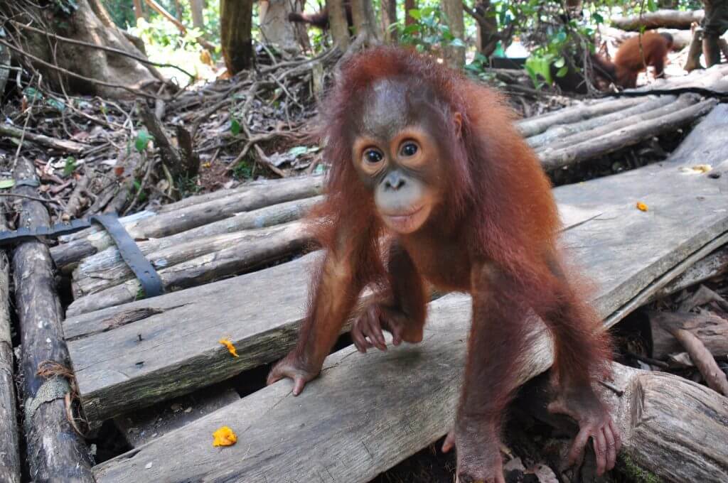 Uwai by Andri Kornelius - Borneo Orangutan Survival Australia