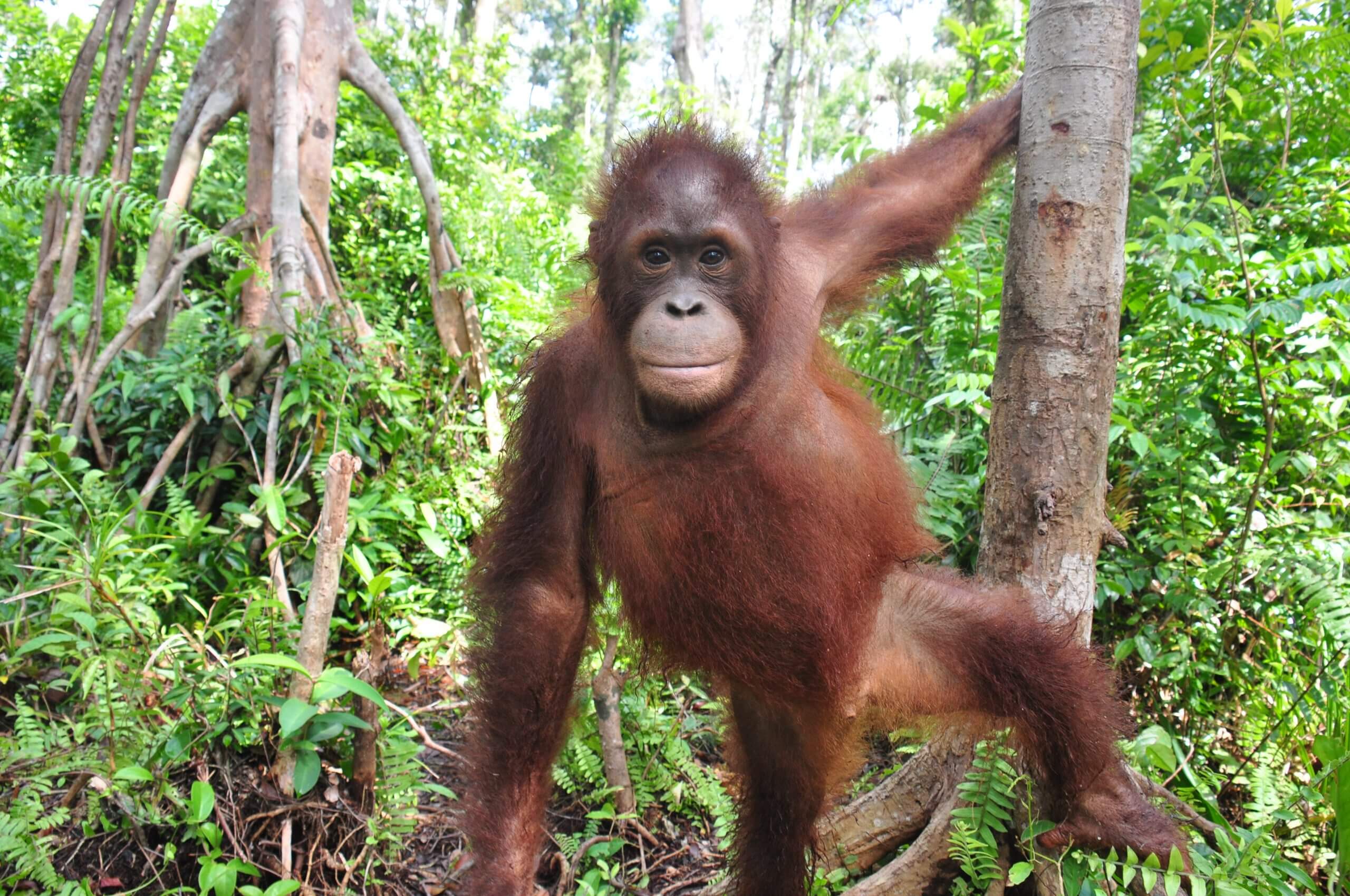 Napri the loner - Borneo Orangutan Survival Australia