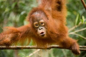 Baby Orangutan Hanging from tree with lips pursed