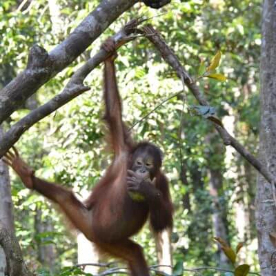 Forest Chatter June 2013