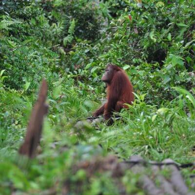 Forest Chatter April 2012