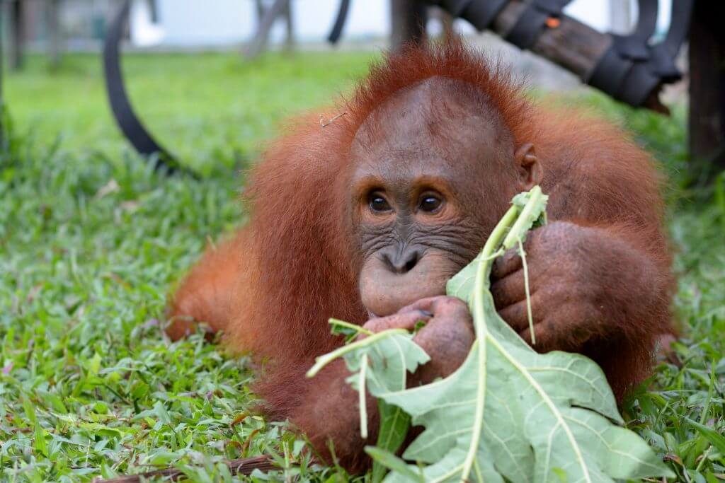 Our Big Boy Beni Borneo Orangutan Survival Australia
