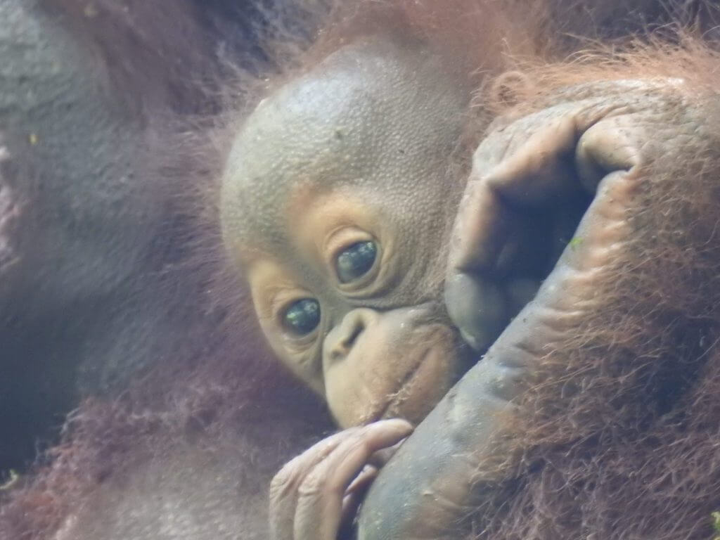 Another Baby! Another Baby!