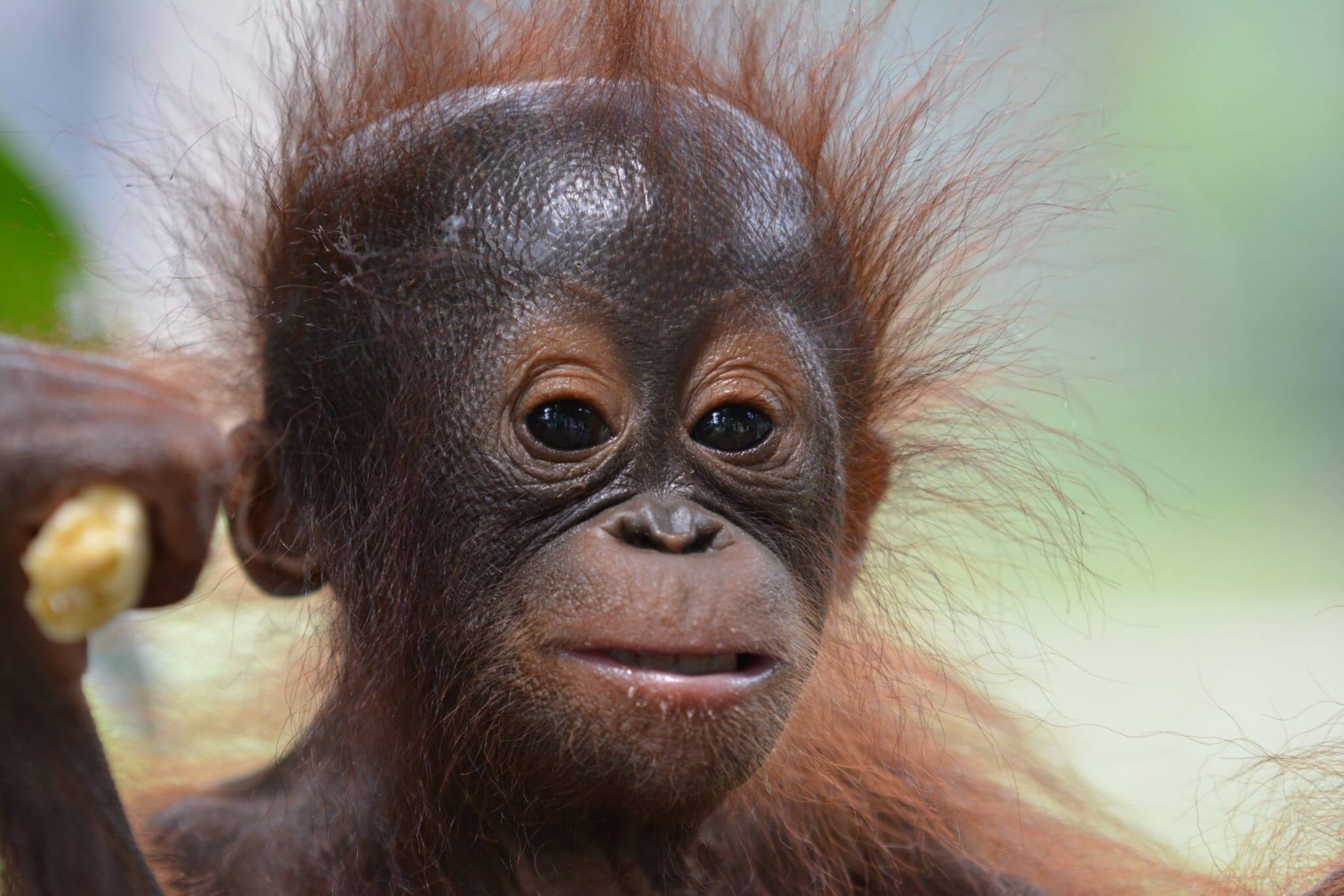 Baby_3 - Borneo Orangutan Survival Australia