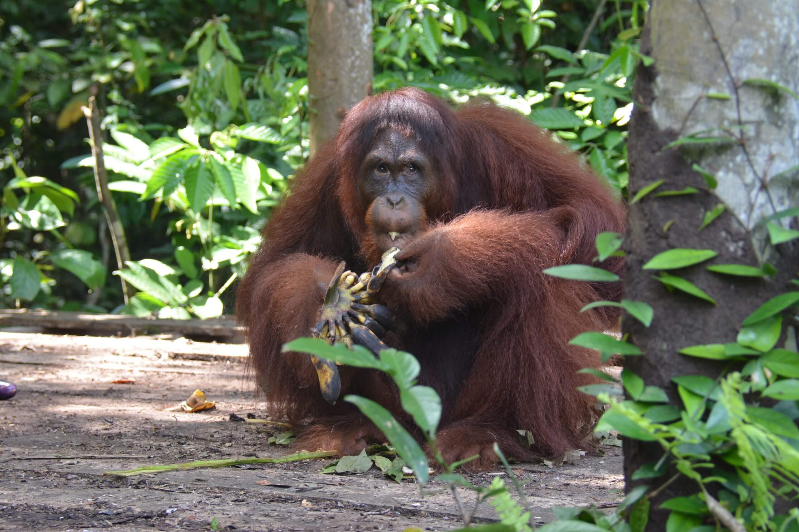 Orangutan Jungle start life on a pre-release island -