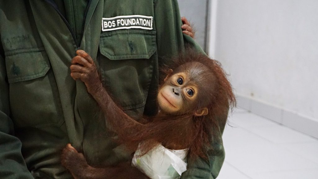 Another baby orangutan rescued -