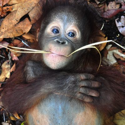 Adopt an Orangutan