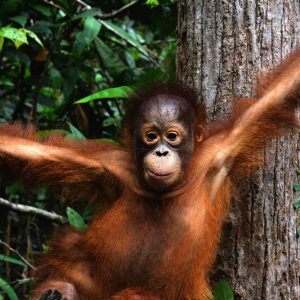 Adopt Monyo