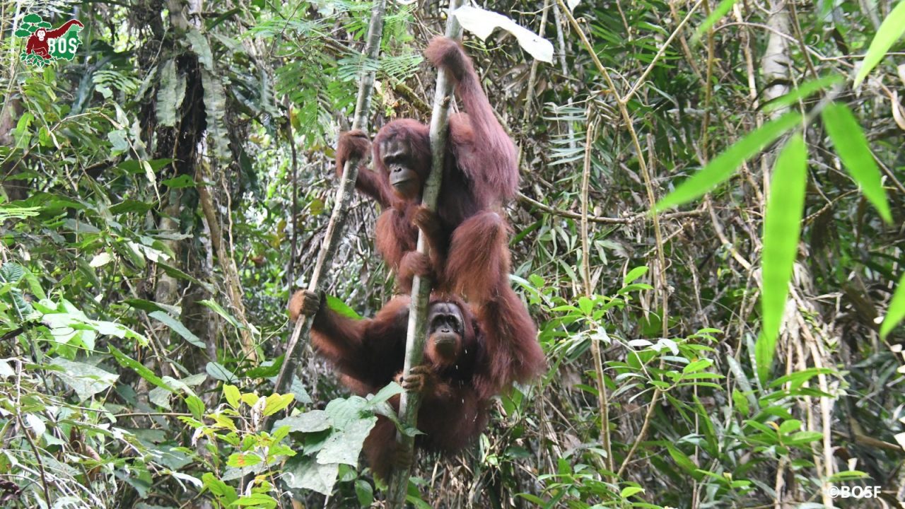 Eight orangutans return home