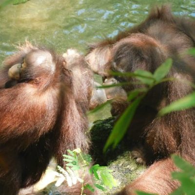 Orangutan Party