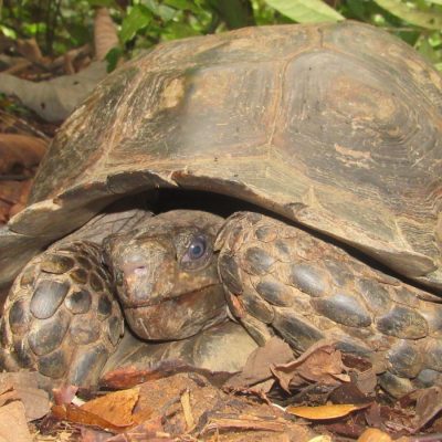 Spotted: Asia’s Largest Tortoise