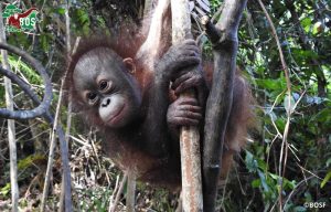 Baby Orangutan in tree