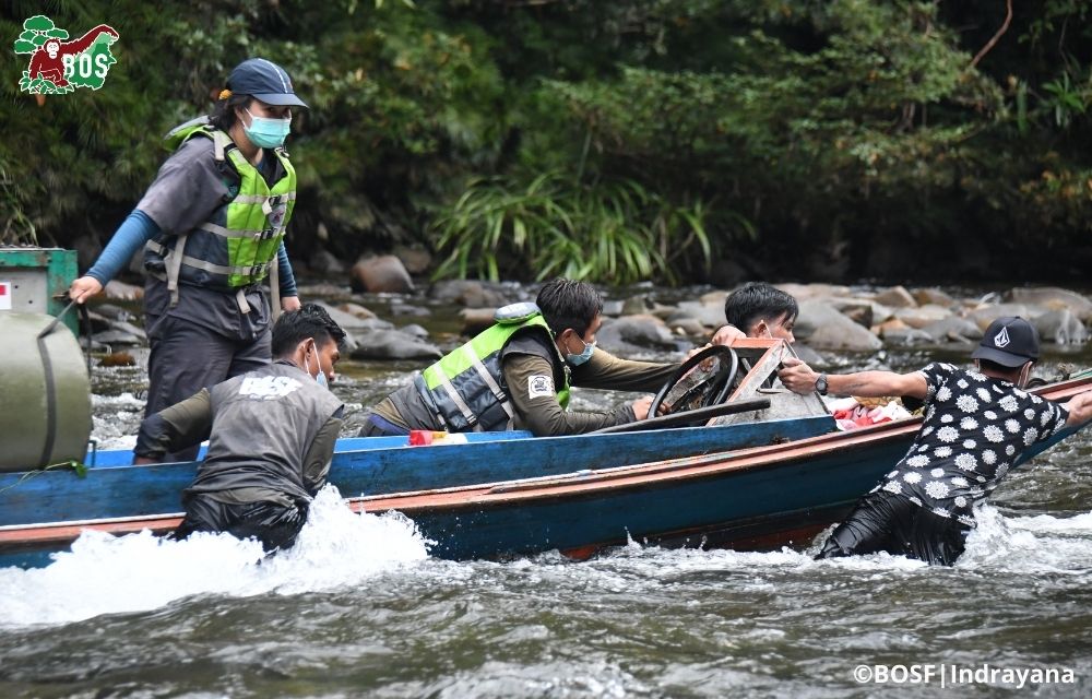 AN ADRENALINE-FILLED 39th ORANGUTAN RELEASE