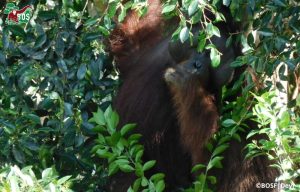 HAMZAH CRASHES THE PARTY 2