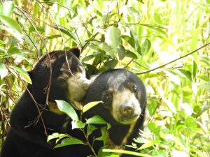 two sun bears playing in jungle